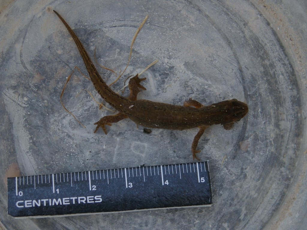 Smooth newt (female) Lissotriton vulgaris 2021-09-23 (3067)