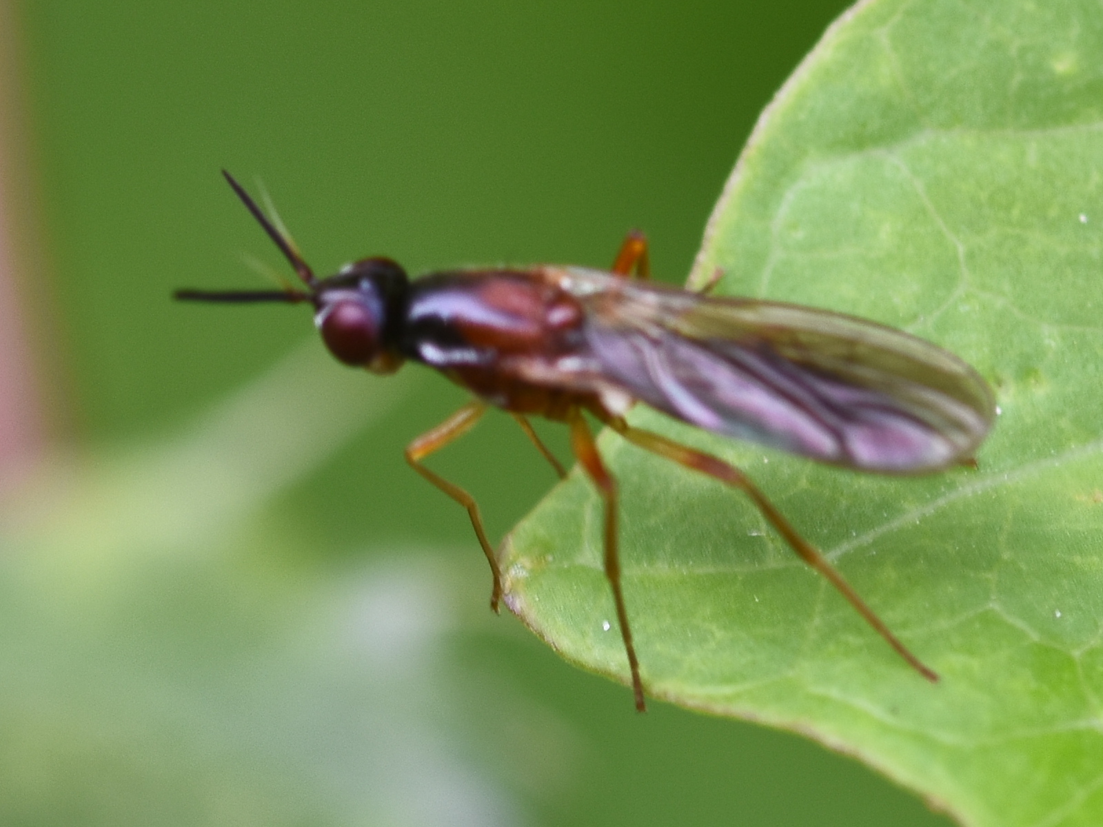 Loxocera albiseta (rust fly) 2024-08-17 (3627)