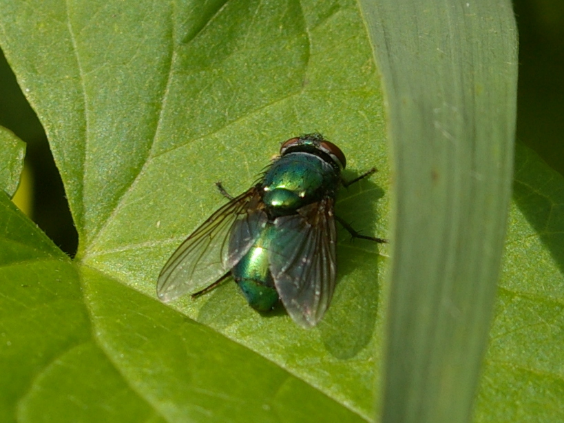 Lucilia sp (greenbottle) 2024-08-13 (3297)