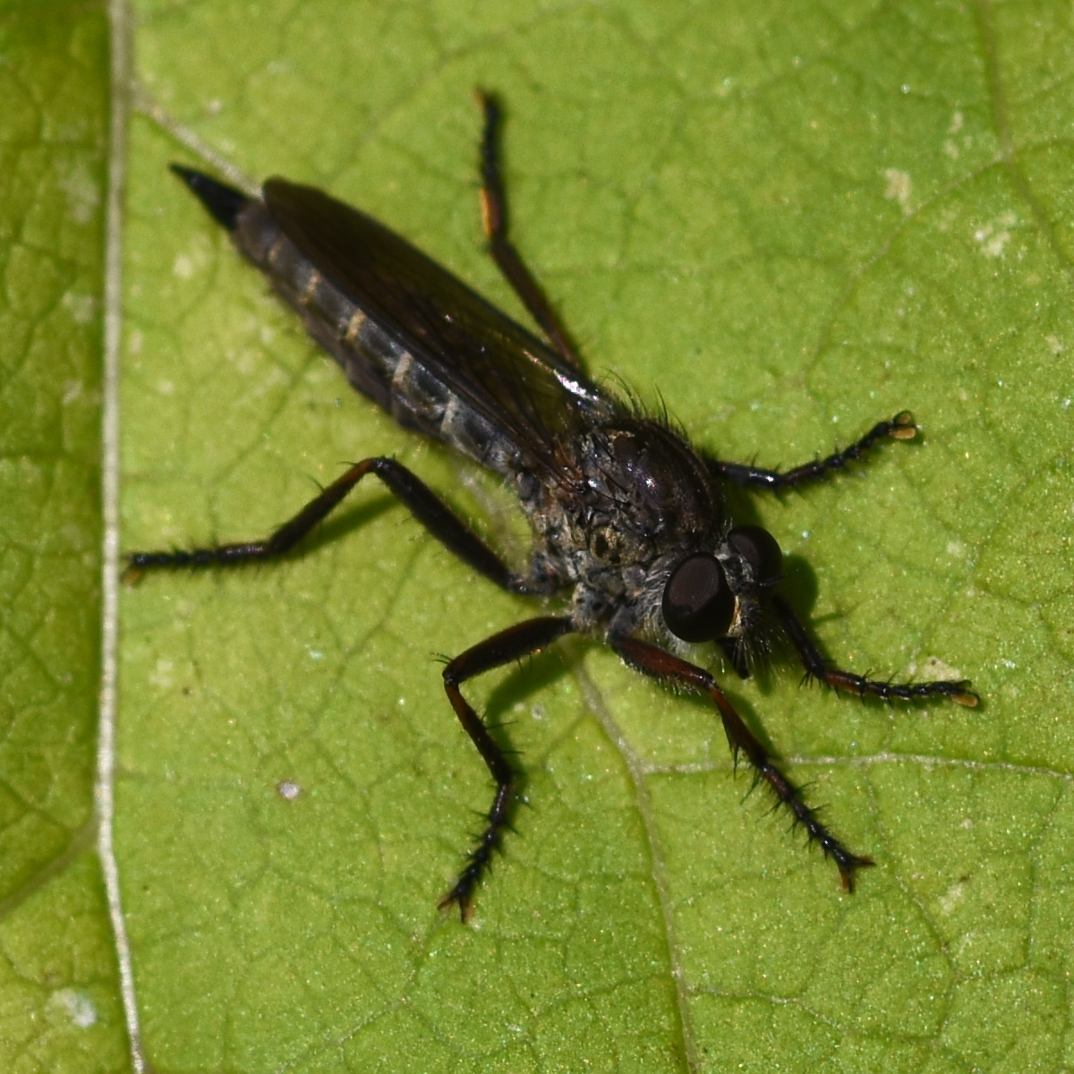 Machimus atricapillus (kite-tailed robber fly) 2024-08-17 (3732)