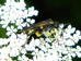 sawfly Macrophya montana on ground elder flowers Hillside House 2024-06-03 (3558)