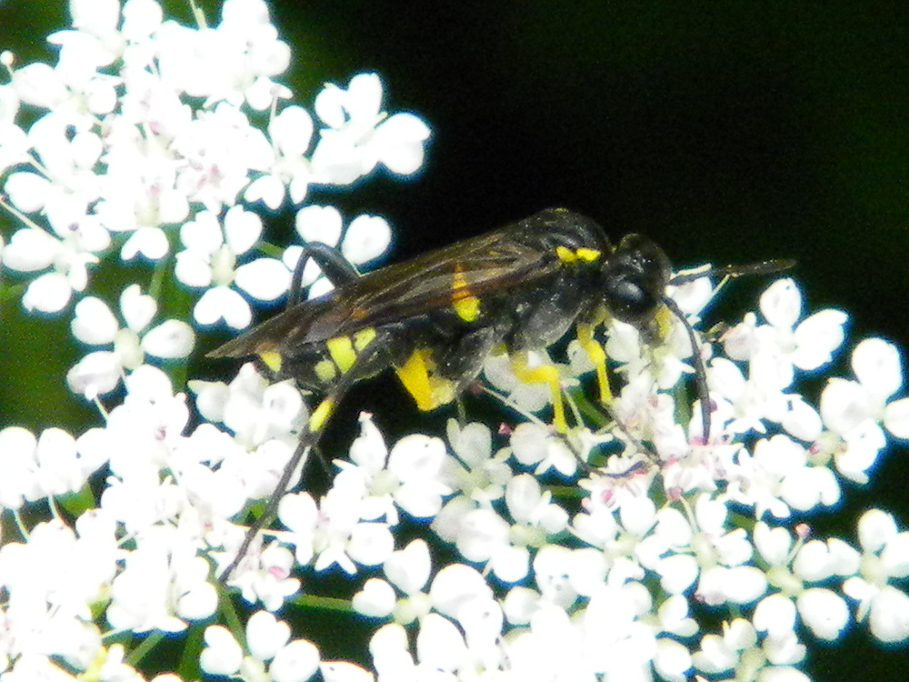 sawfly Macrophya montana on ground elder flowers Hillside House 2024-06-03 (3558)