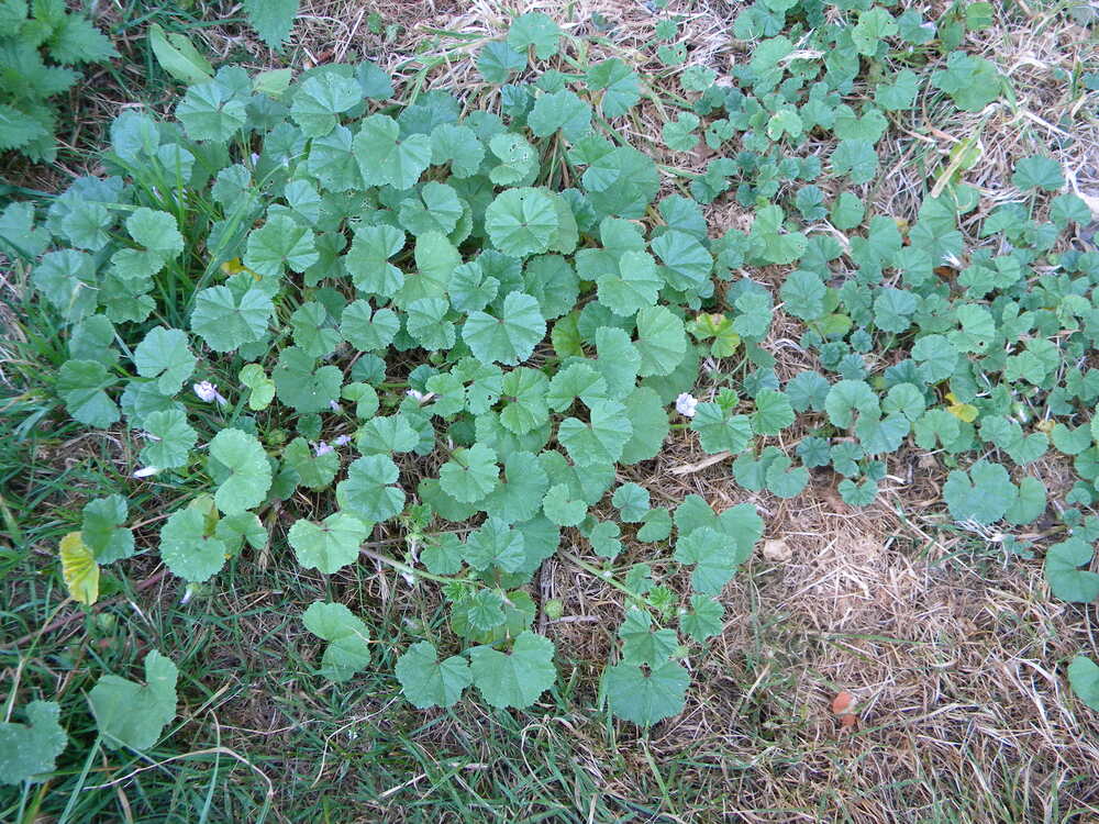 Malva neglecta Great Massingham church 2022-08-09 (2505)