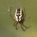 Mangora acalypha, Hillside House north of shed 2024-08-19 (3858)