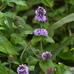 Mentha aquatica 2024-08-12 (3402)