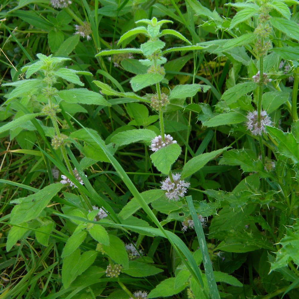 Mentha arvensis Hillside House 2024-08-05 (4014)