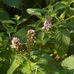 Mentha x piperita (peppermint, a cross between M. aquatica and M. spicata) near Top Blackthorn 2024-09-06 (3348)