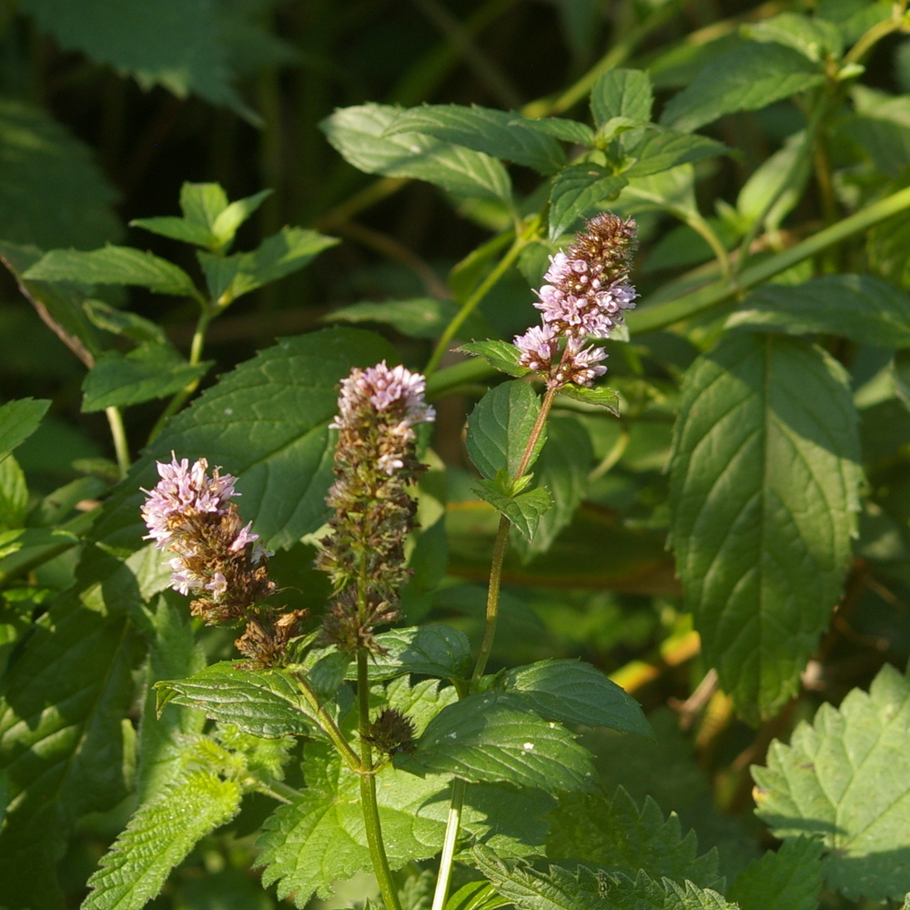 Mentha x piperita (peppermint, a cross between M. aquatica and M. spicata) near Top Blackthorn 2024-09-06 (3348)