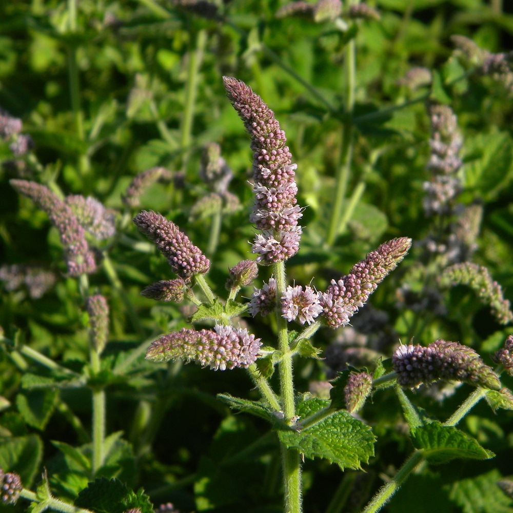 Mentha x villosa (applemint, M. spicata x M. suaveolens hybrid) 2024-08-05 (4008)