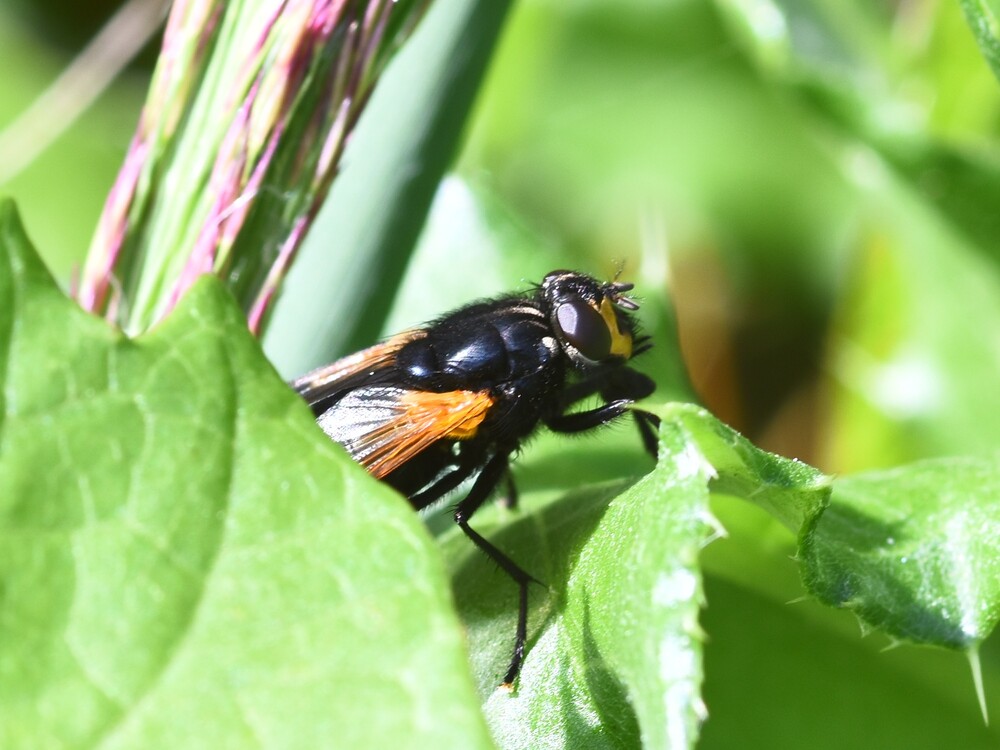 Mesembrina meridiana (noon-fly) 2024-08-16 (3564)