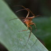Metellina (segmentata) male before fight to the death contest 2024-09-26 (4027)