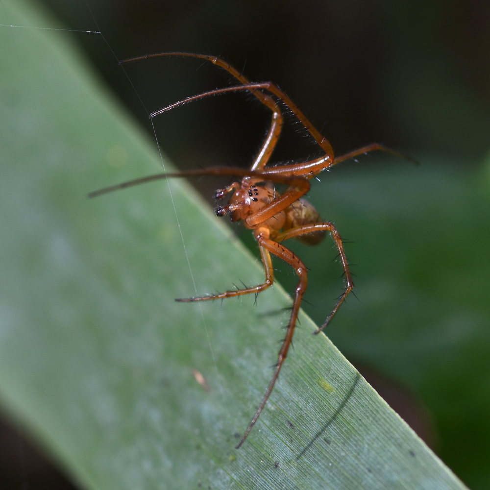 Metellina (segmentata) male before fight to the death contest 2024-09-26 (4027)