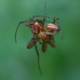Metellina male-male fight to the death contest (victor on left) 2024-09-26 (4059)