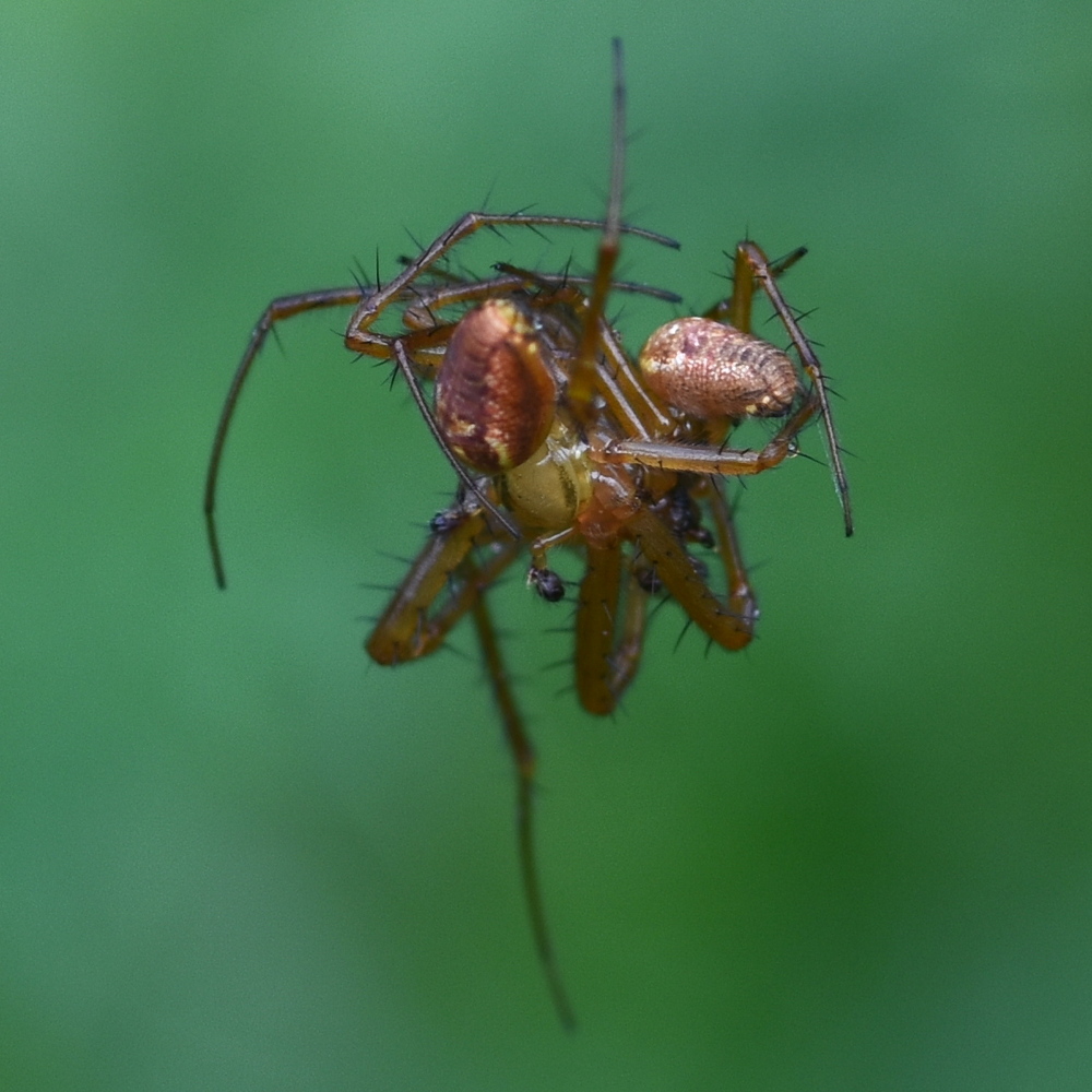 Metellina male-male fight to the death contest (victor on left) 2024-09-26 (4059)