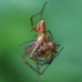 Metellina male-male fight to the death contest (victor at top) 2024-09-26 (4062)