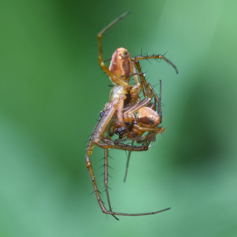 Metellina male-male fight to the death contest (victor at top) 2024-09-26 (4063)