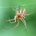 Metellina male-male fight to the death contest (victor on right) 2024-09-26 (4067)