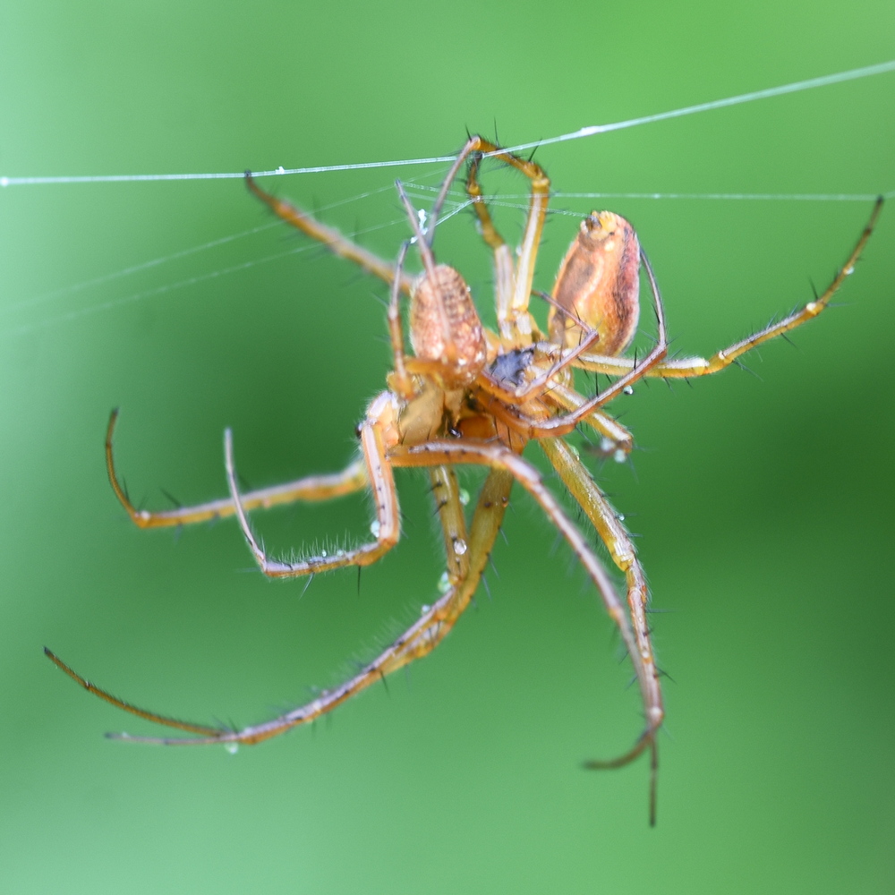 Metellina male-male fight to the death contest (victor on right) 2024-09-26 (4067)