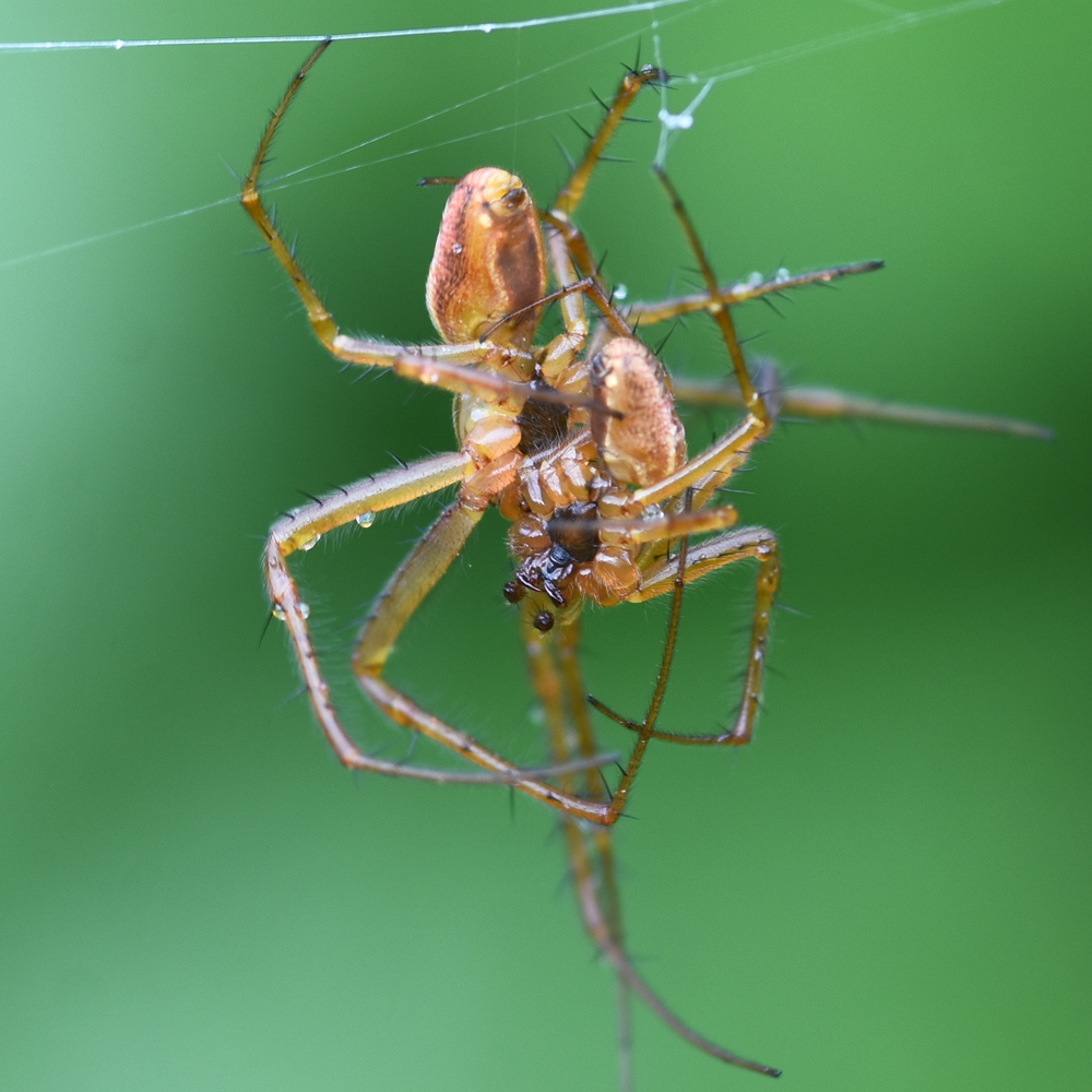 Metellina male-male fight to the death contest (victor at top) 2024-09-26 (4071)
