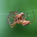 Metellina male-male fight (victor beginning to truss loser) 2024-09-26 (4078)