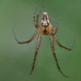 Metellina male-male fight to the death contest (victor resting) 2024-09-26 (4086)