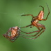 Metellina male-male fight to the death contest (victor completing trussing of loser) 2024-09-26 (4088)