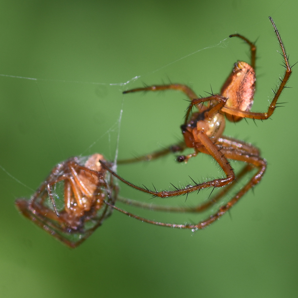 Metellina male-male fight to the death contest (victor completing trussing of loser) 2024-09-26 (4088)