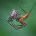 Metellina male-male fight to the death contest (victor trussing loser) 2024-09-26 (4094)