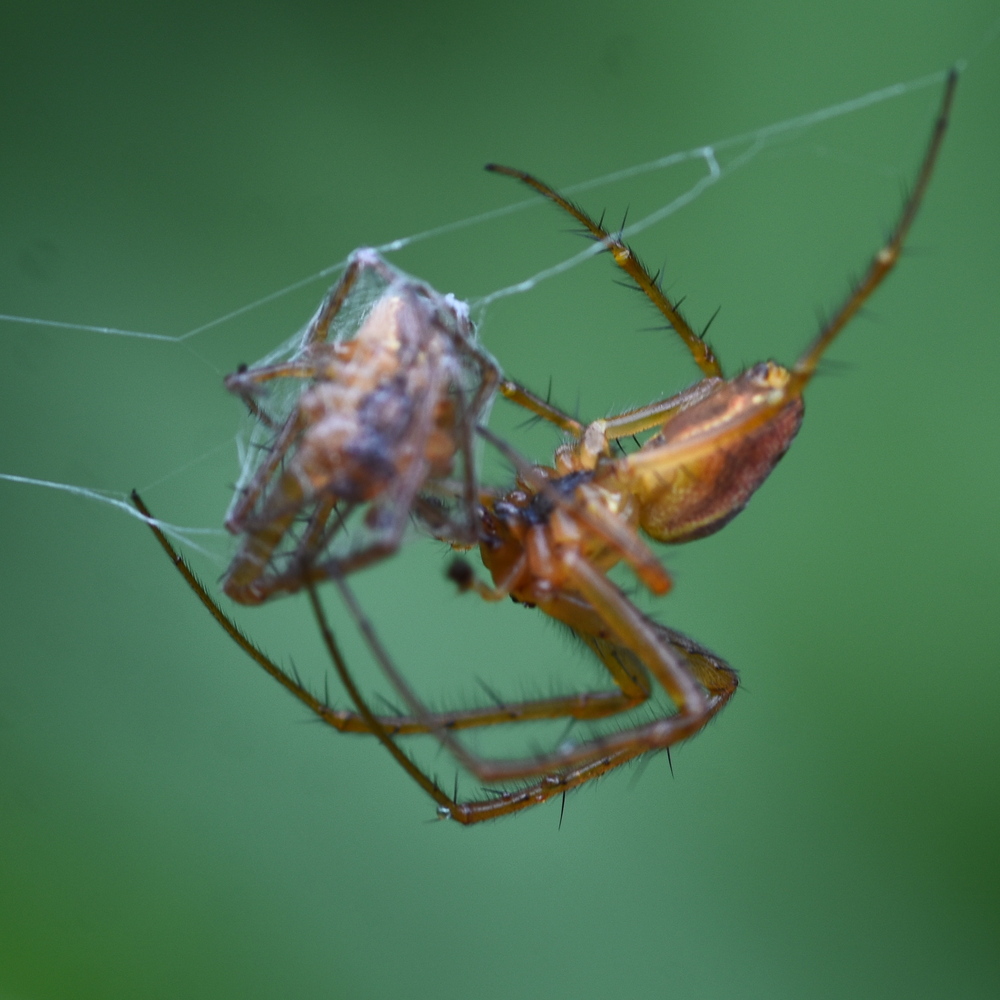 Metellina male-male fight to the death contest (victor trussing loser) 2024-09-26 (4094)