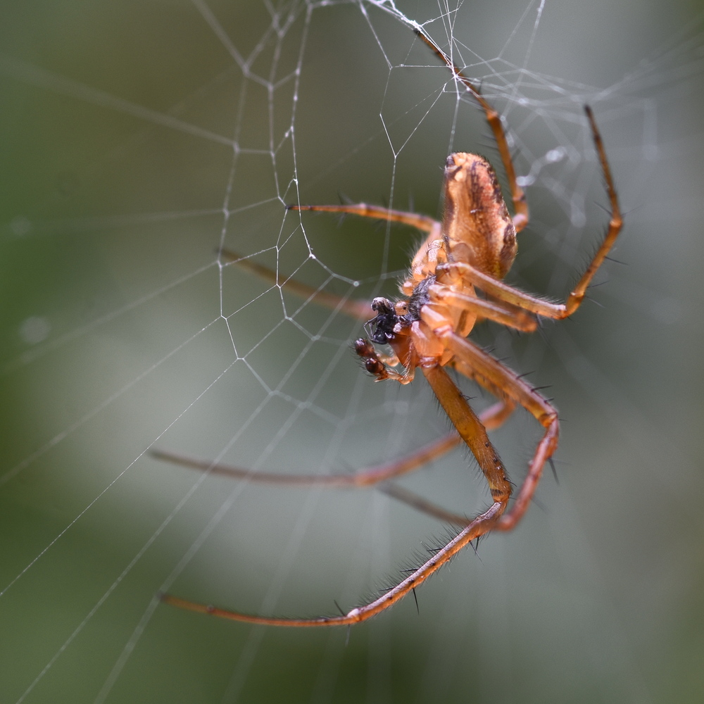 Metellina male-male fight to the death contest (victor at centre of web) 2024-09-26 (4098)