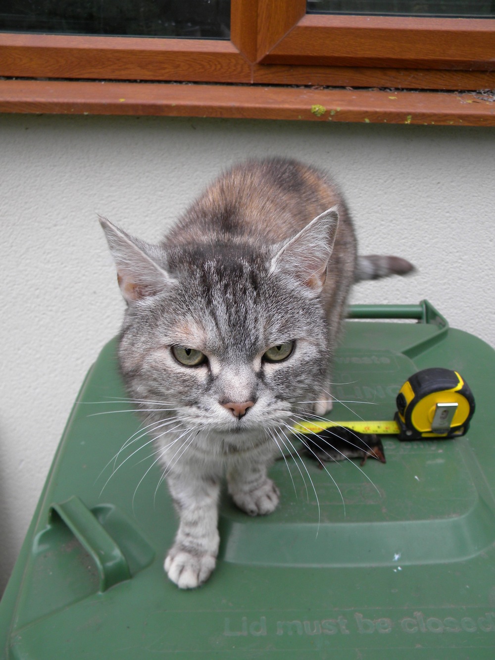 Misty with water shrew, Hillside House 2020-06-12 (1563)