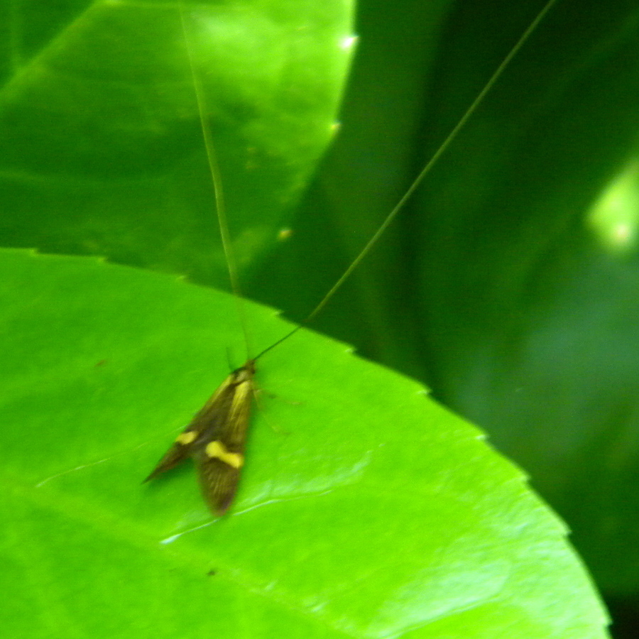 Nemophora degeerella 2024-06-02 (3491)
