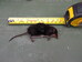 Water shrew Neomys fodiens, Hillside House 2020-06-12 (1560)