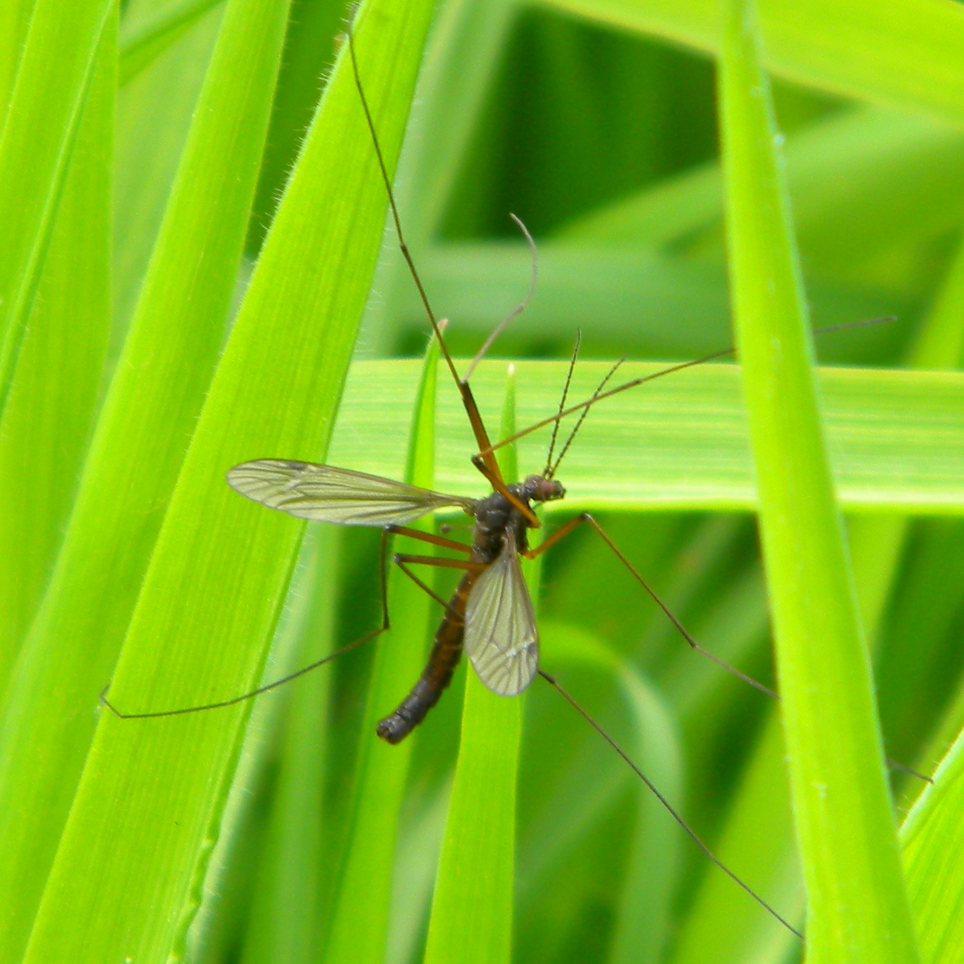 Nigrotipula nigra 2024-06-07 (3649)