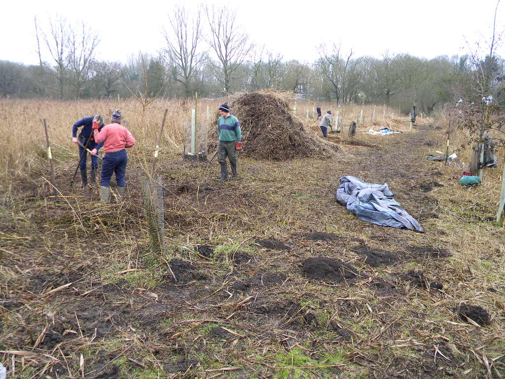 Norfolk Conservation Corps raking up reed cuttings 2017-01-08 (0820)
