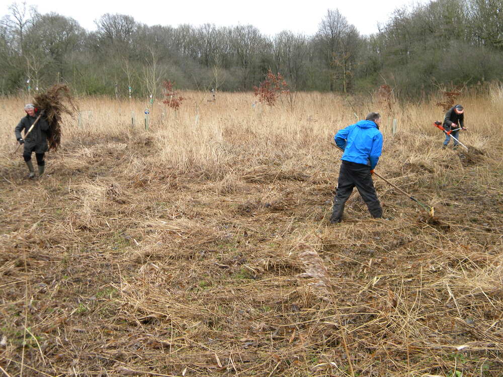 Norfolk Conservation Corps volunteers cutting and raking reeds MSE 2020-02-16 (1481)