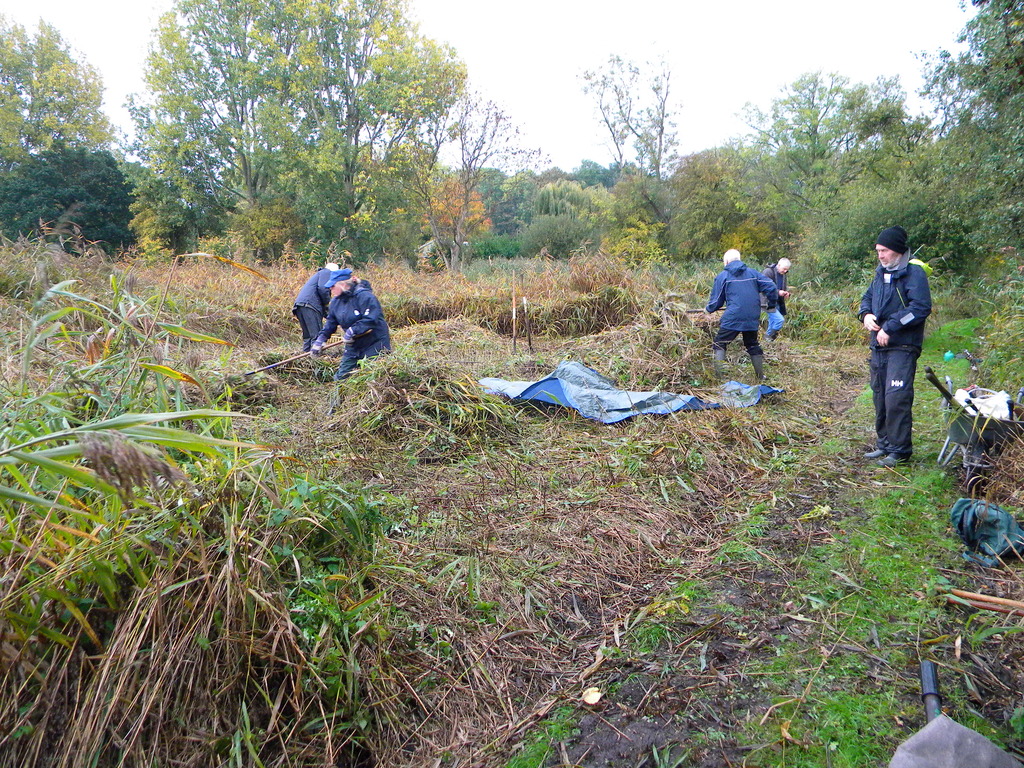 Norfolk Conservation Corps cutting and raking reeds 2022-10-23 (2693)
