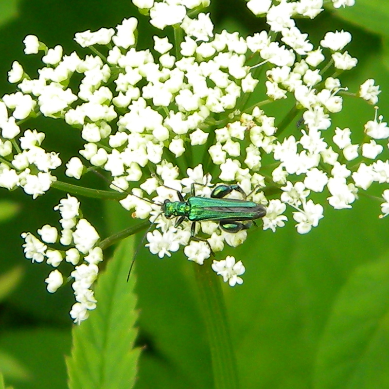Oedemera nobilis 2024-06-03 (3496)