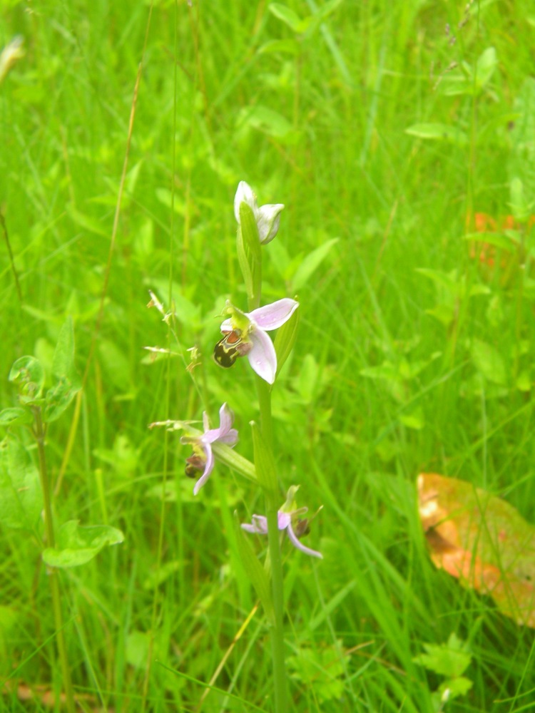 Bee orchid Hillside House 2019-06-24 (1403)