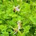 Bee orchid Ophrys apifera, Hillside House 2021-07-10 (1887)