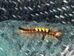 Orgyia antiqua (vapourer) caterpillar 2022-08-27 (2603)