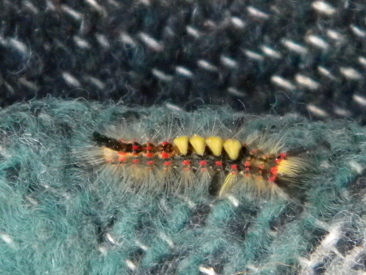 Orgyia antiqua (vapourer) caterpillar 2022-08-27 (2603)