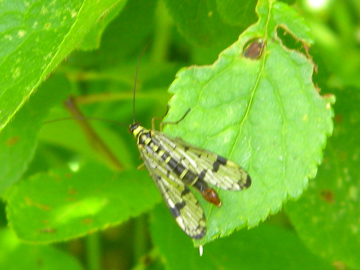 Panorpa communis (scorpion-fly) 2024-06-07 (3618)