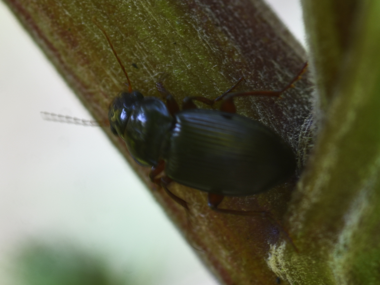 Patrobus atrorufus (ground beetle) 2024-08-17 (3622)