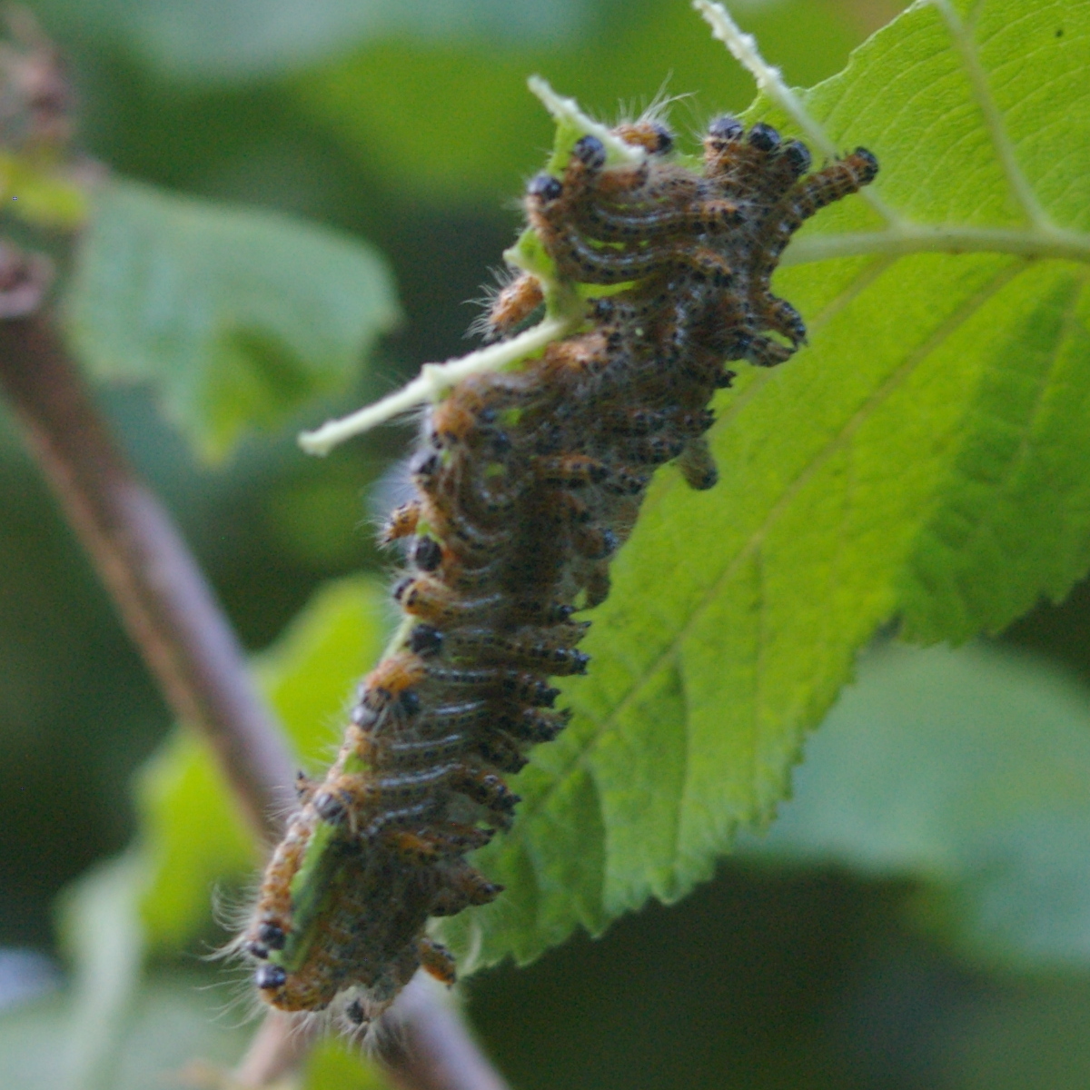 Phalera bucephala (buff-tip) caterpillars 2021-07-29 (2932)