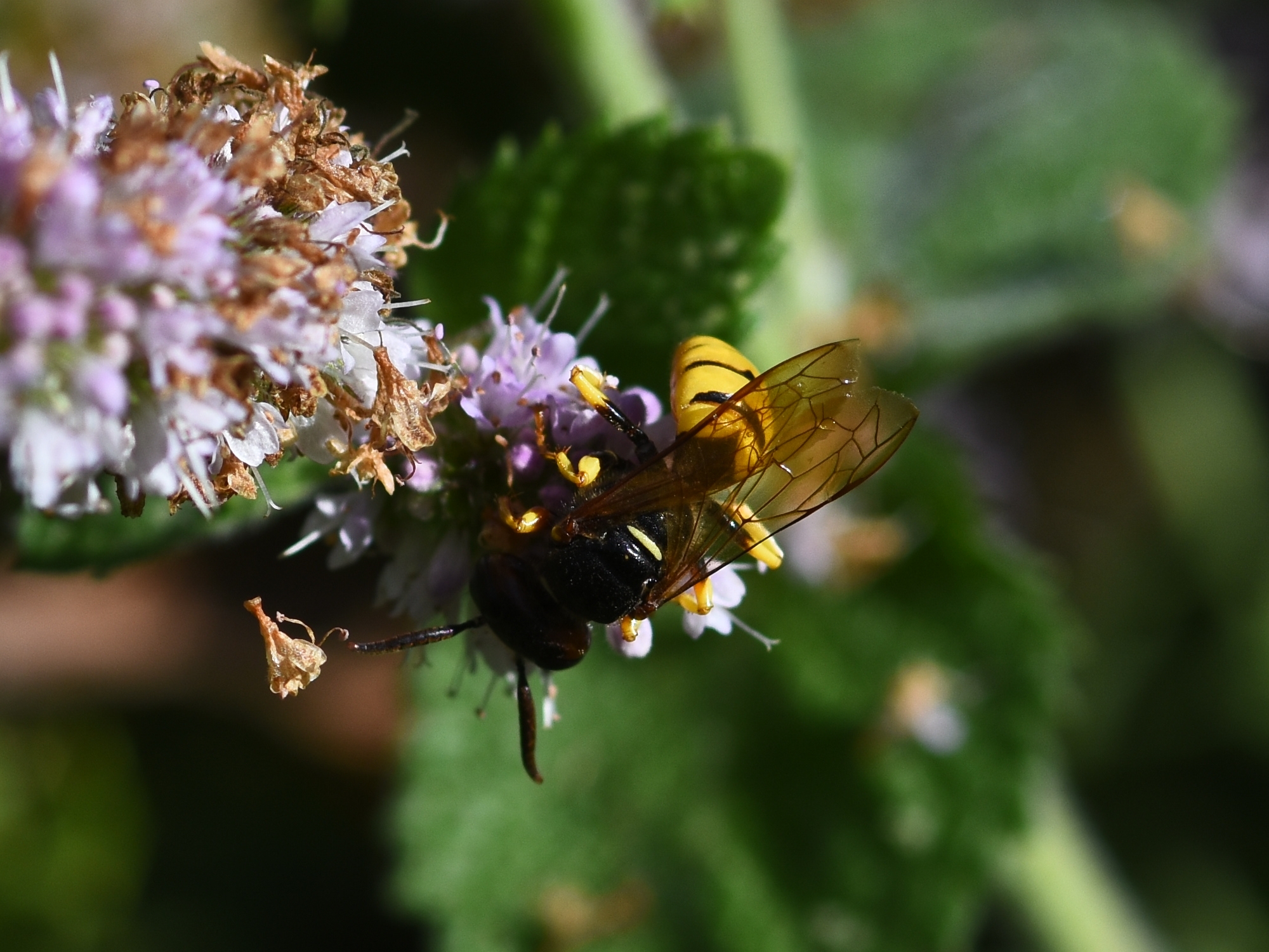 Beewolf Philanthus triangulum on applemint 2025-08-25 (4125) Beewolf Philanthus triangulum on applemint 2025-08-25 (4125)