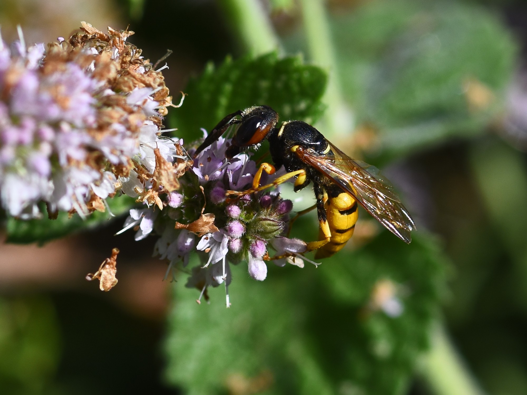 Beewolf Philanthus triangulum on applemint 2025-08-25 (4125) Beewolf Philanthus triangulum on applemint 2025-08-25 (4125)