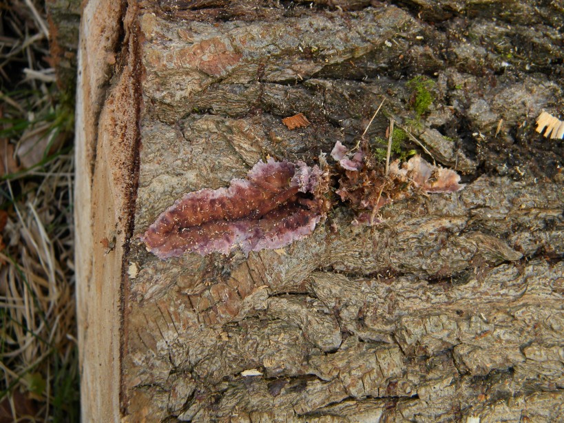 Possible Phlebia radiata on willow cultivar 2024-02-27 (3395) Possible Phlebia radiata on willow cultivar 2024-02-27 (3395)