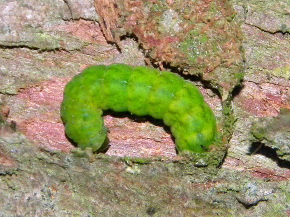 Phlogophora meticulosa (angle-shades moth) caterpillar on A1065 cypress stem 2020-12-01 (1637)