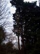 Cypresses next to Hillside House (later removed) 2013-12-10 (0467)